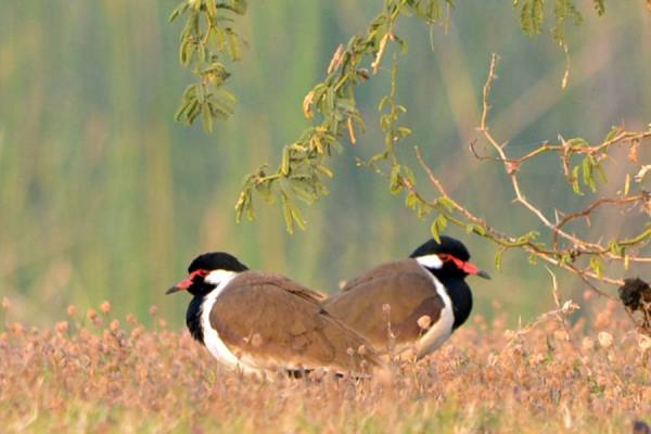 Photograph Brinda Desai  Scenic on One Eyeland